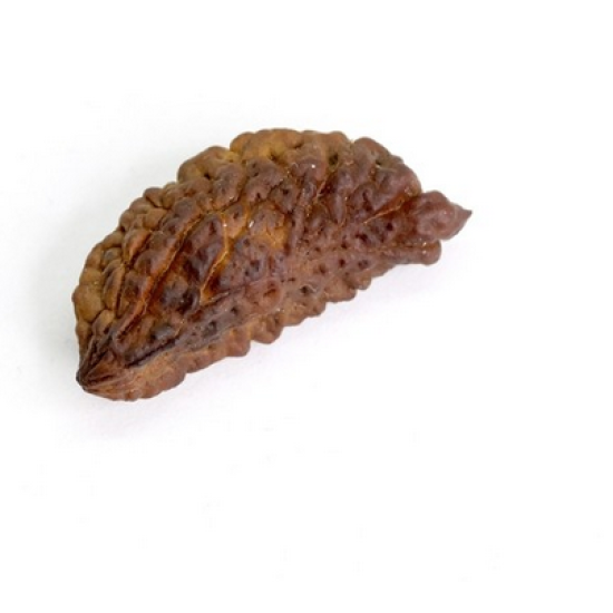 Natural 1 Mukhi Rudraksha