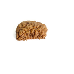 Natural 1 Mukhi Rudraksha
