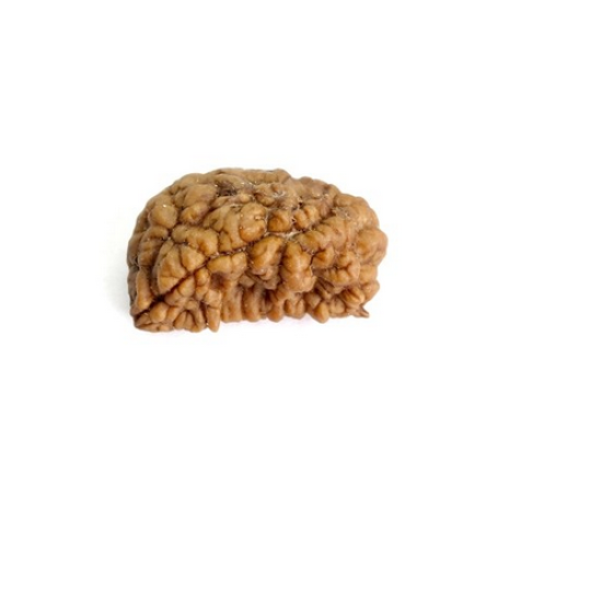 Natural 1 Mukhi Rudraksha