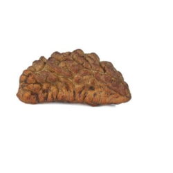 Natural 1 Mukhi Rudraksha