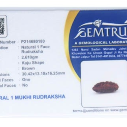 Natural 1 Mukhi Rudraksha