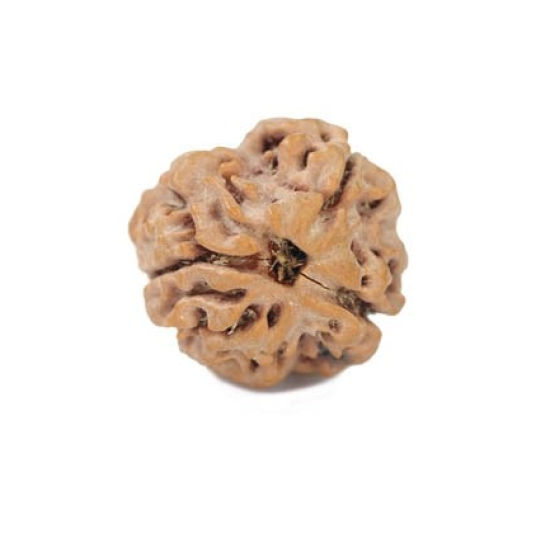 Natural Nepali 3 Mukhi Rudraksha