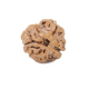 Natural Nepali 3 Mukhi Rudraksha