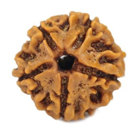 Natural 5 Mukhi Rudraksha