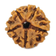 Natural 5 Mukhi Rudraksha
