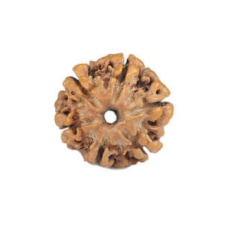 Natural Nepali 6 Mukhi Rudraksha