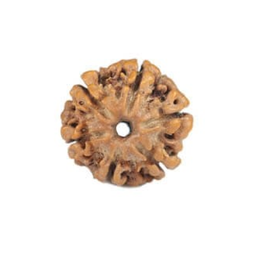 Natural Nepali 6 Mukhi Rudraksha
