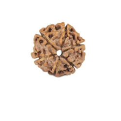 Natural Nepali 6 Mukhi Rudraksha