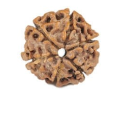 Natural Nepali 6 Mukhi Rudraksha