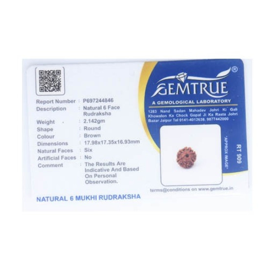 Natural Nepali 6 Mukhi Rudraksha