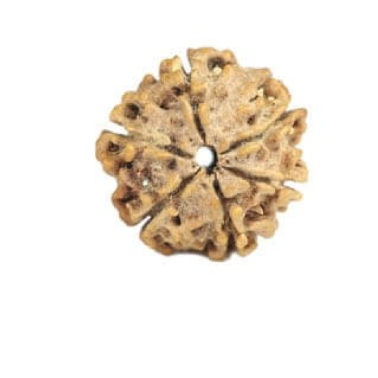 Natural Nepali 6 Mukhi Rudraksha