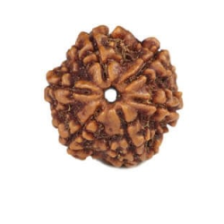 Natural Nepali 6 Mukhi Rudraksha