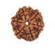 Natural Nepali 6 Mukhi Rudraksha