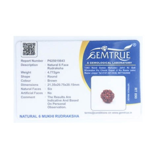 Natural Nepali 6 Mukhi Rudraksha