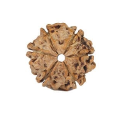 Natural Nepali 6 Mukhi Rudraksha
