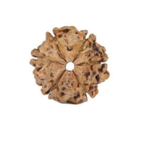 Natural Nepali 6 Mukhi Rudraksha