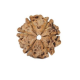Natural Nepali 6 Mukhi Rudraksha