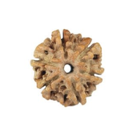 Natural Nepali 6 Mukhi Rudraksha