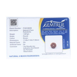 Natural Nepali 6 Mukhi Rudraksha