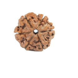 Natural Nepali 6 Mukhi Rudraksha