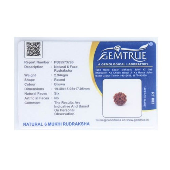 Natural Nepali 6 Mukhi Rudraksha