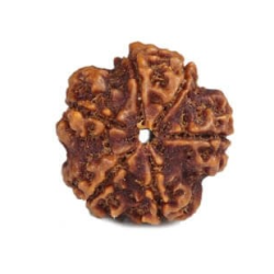 Natural Nepali 6 Mukhi Rudraksha
