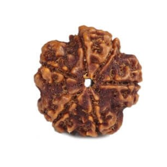 Natural Nepali 6 Mukhi Rudraksha