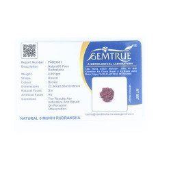 Natural Nepali 6 Mukhi Rudraksha