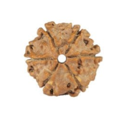 Natural Nepali 6 Mukhi Rudraksha