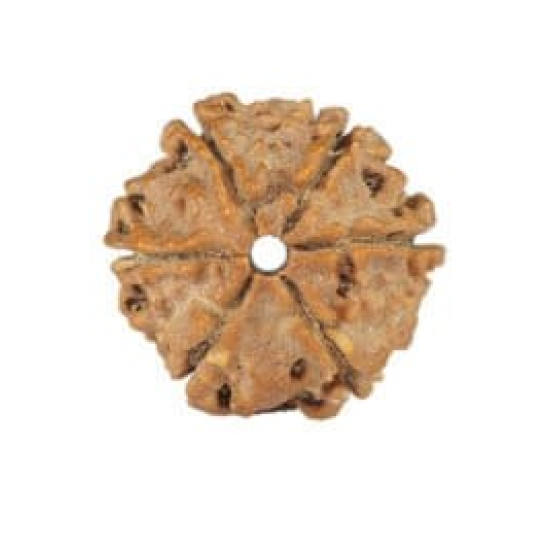 Natural Nepali 6 Mukhi Rudraksha