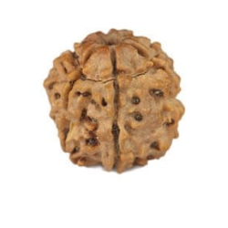 Natural Nepali 6 Mukhi Rudraksha