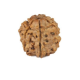 Natural Nepali 6 Mukhi Rudraksha