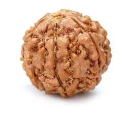 Seven Mukhi Rudraksha 12.70 carat
