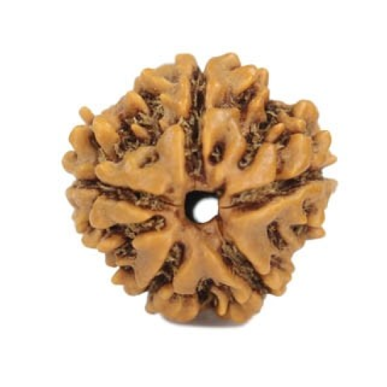 Natural 5 Mukhi Rudraksha 