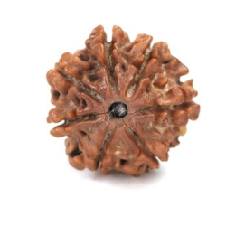 Seven Mukhi Rudraksha 12.15 carat