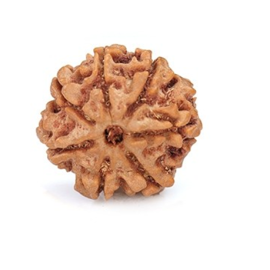 Seven Mukhi Rudraksha 12.54 carat