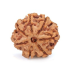 Seven Mukhi Rudraksha 12.54 carat