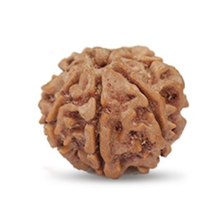 Seven Mukhi Rudraksha 12.54 carat