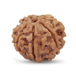 Seven Mukhi Rudraksha 12.54 carat