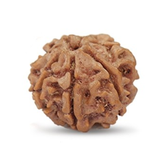 Seven Mukhi Rudraksha 12.54 carat