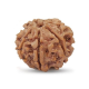 Seven Mukhi Rudraksha 12.54 carat