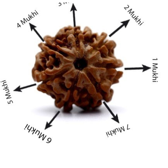 Seven Mukhi Rudraksha 12.54 carat