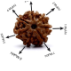 Seven Mukhi Rudraksha 12.54 carat