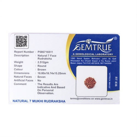 Seven Mukhi Rudraksha 12.54 carat