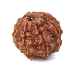 Seven Mukhi Rudraksha 12.40 carat