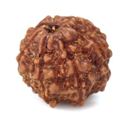 Seven Mukhi Rudraksha 12.40 carat