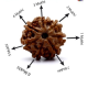 Seven Mukhi Rudraksha 12.40 carat