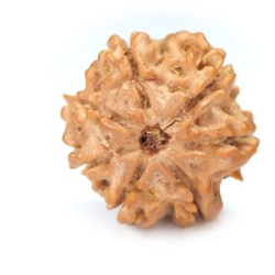 Seven Mukhi Rudraksha 13.80 carat
