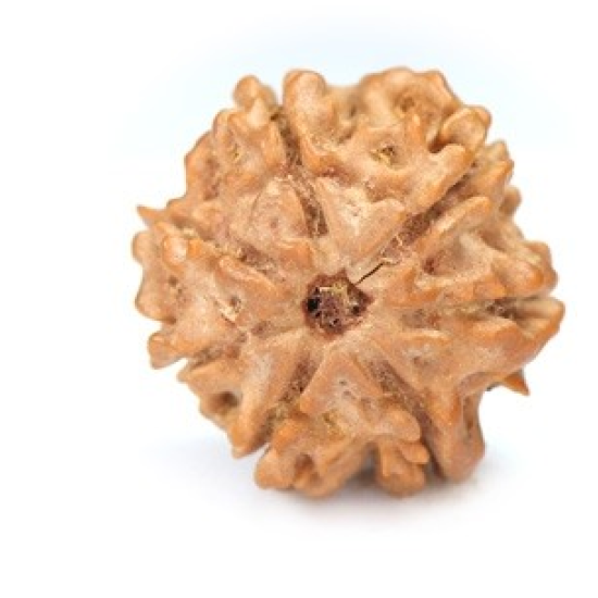 Seven Mukhi Rudraksha 13.80 carat