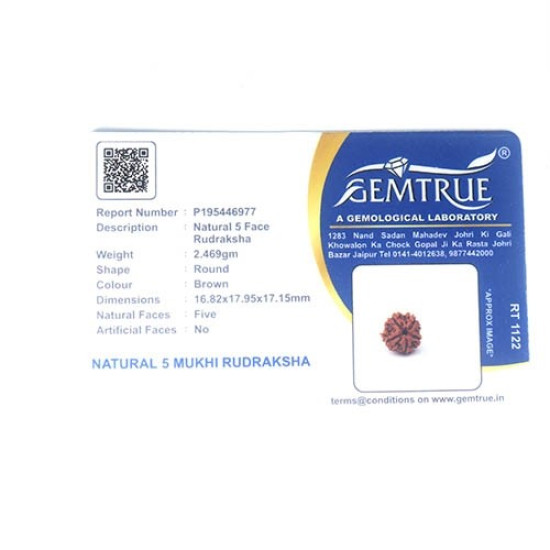 Natural Nepali 6 Mukhi Rudraksha
